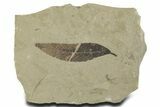 Fossil Leaf (Cedrelospermum) - Green River Formation, Utah #356133-1